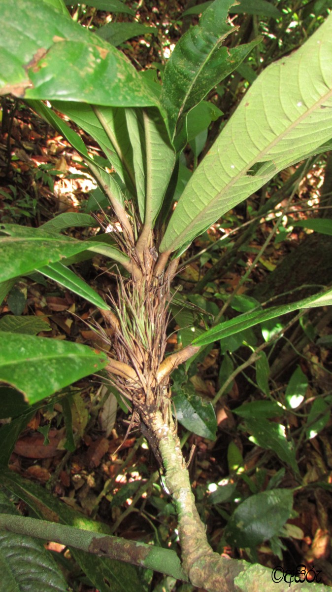 Stemonoporus moonii Thwaites